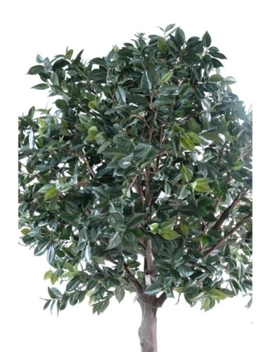 PLATINUM FRUIT (camelia japonica tree)