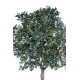 FRUITIER PLATINE (camelia japonica tree)