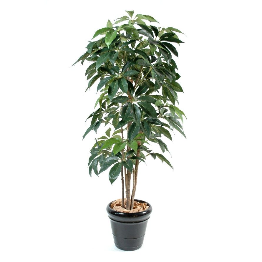 SCHEFFLERA AMATA