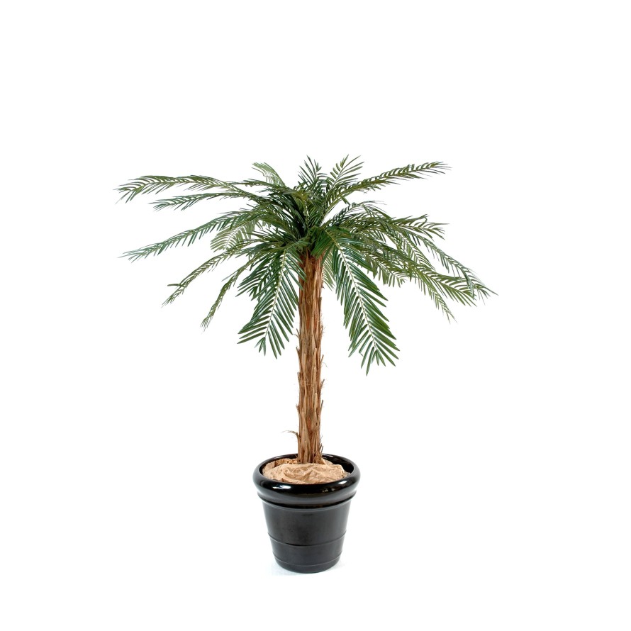 CYCAS PALM