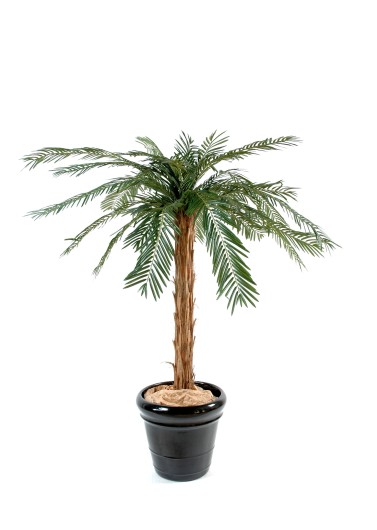 CYCAS PALM