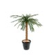 CYCAS PALM