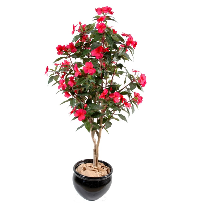 IMPATIENS TREE