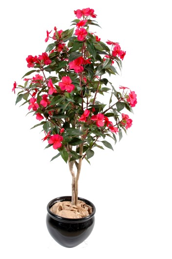 IMPATIENS ARBRE