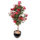 IMPATIENS TREE