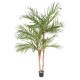 ARECA PALM*3