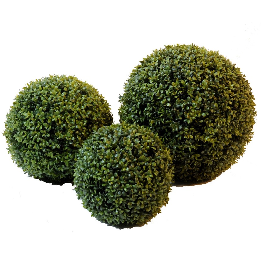 BOXWOOD BALL MURRAYA