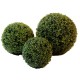 BOXWOOD BALL MURRAYA