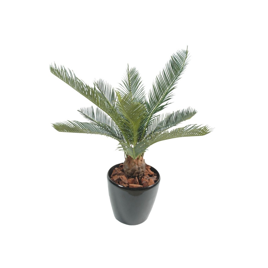 CYCAS BABY