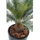 CYCAS BABY