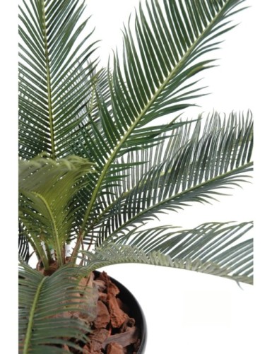 CYCAS BABY