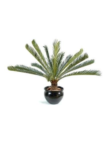 CYCAS GIANT*15