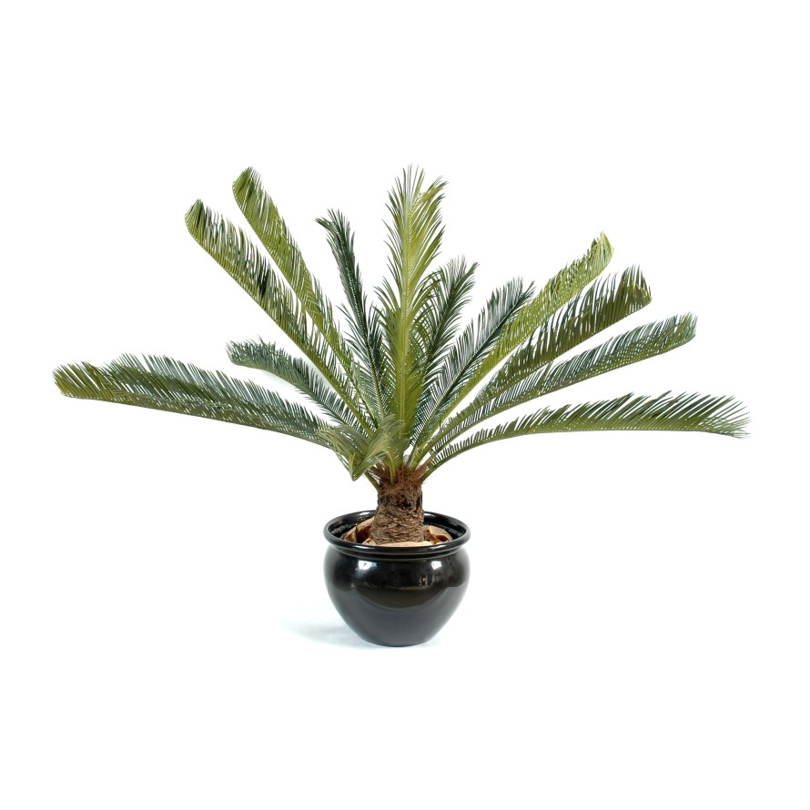 CYCAS GEANT *15