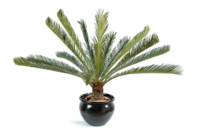 CYCAS GEANT *15