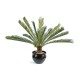 GIANT CYCAS *15