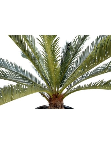 GIANT CYCAS *15