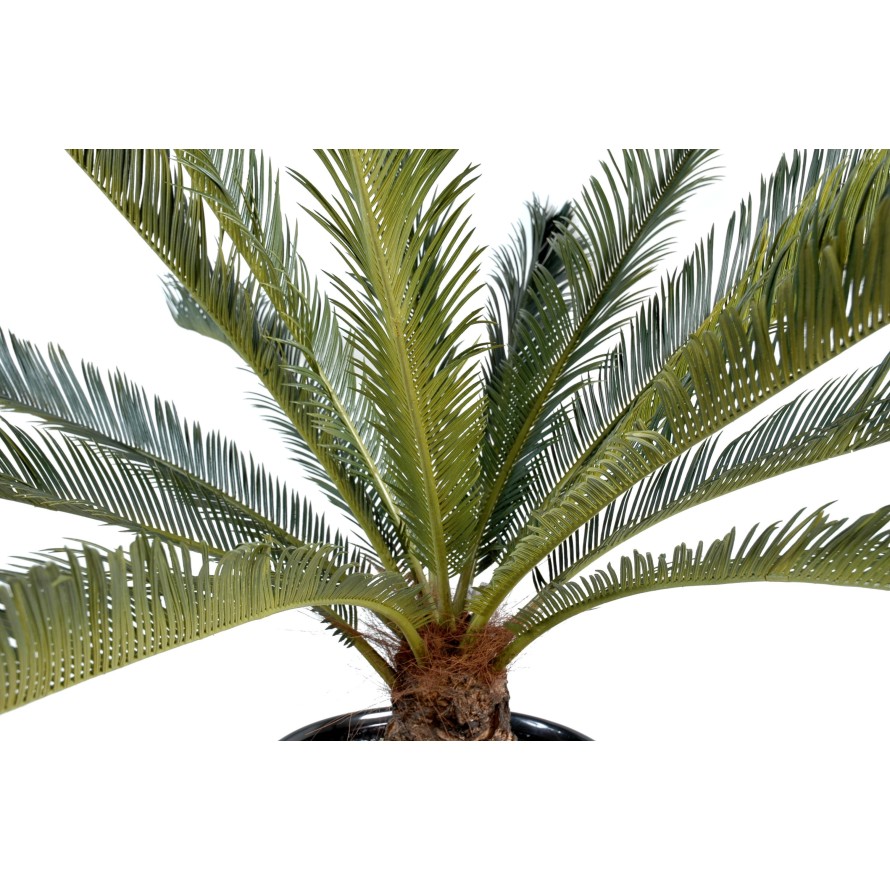 CYCAS GEANT *15