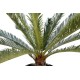 CYCAS GEANT *15