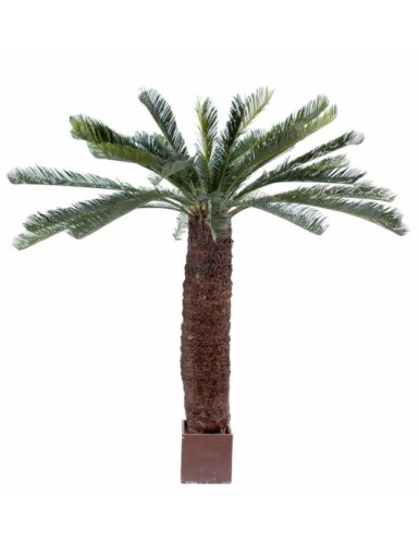 CYCAS GIANT