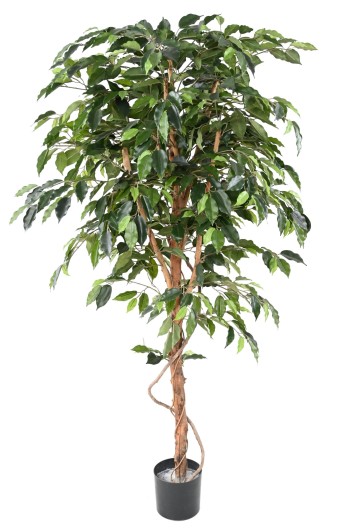 FICUS SINGLE TRUNK GF