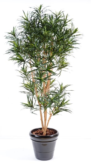 DRACAENA ANITA