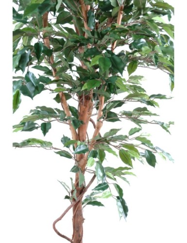 FICUS SINGLE TRUNK GF