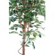 FICUS SINGLE TRUNK GF