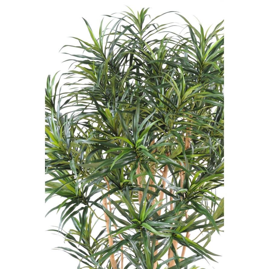 DRACAENA ANITA