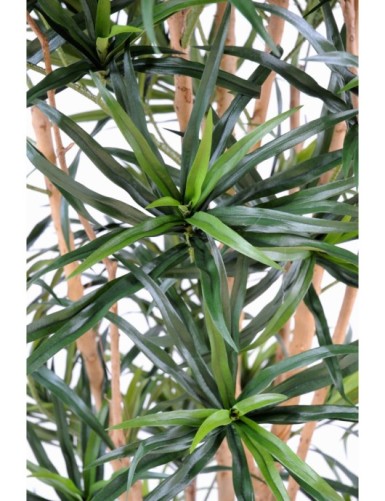 DRACAENA ANITA