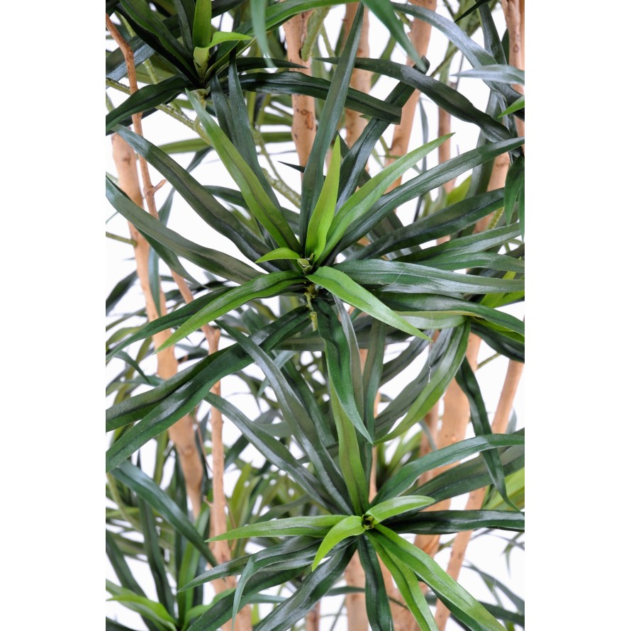 DRACAENA ANITA