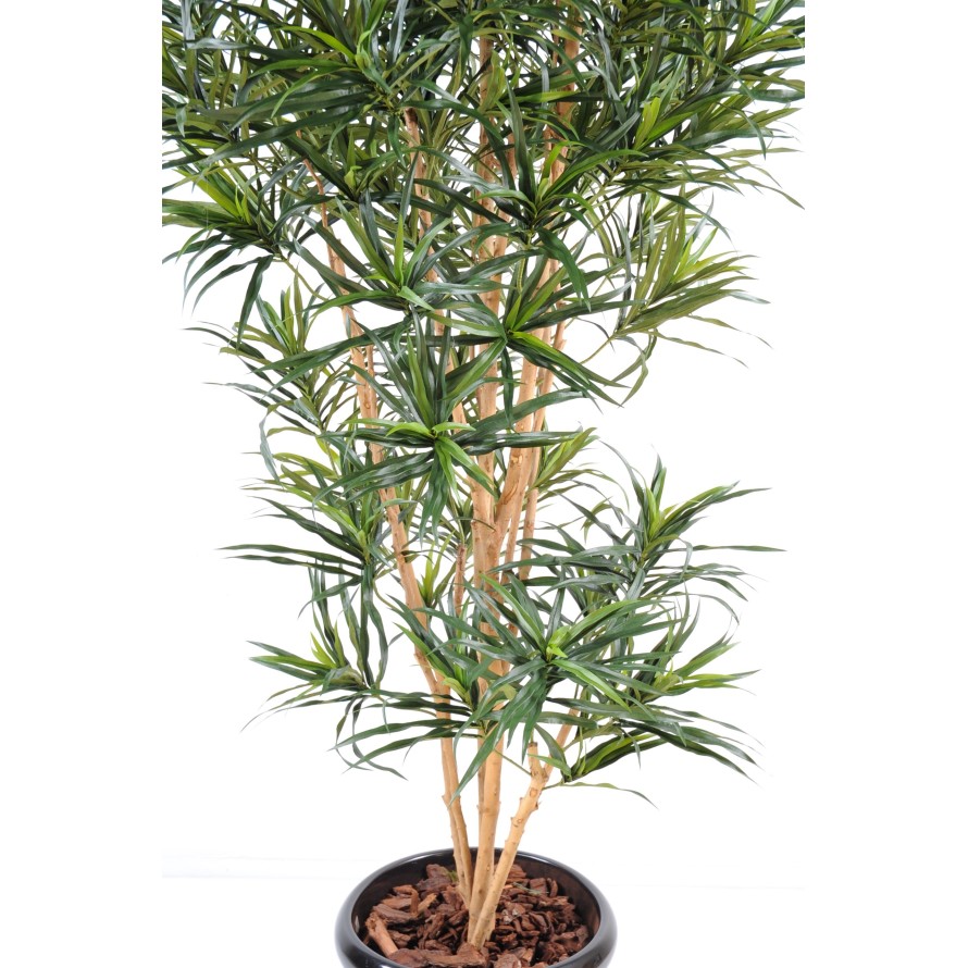 DRACAENA ANITA