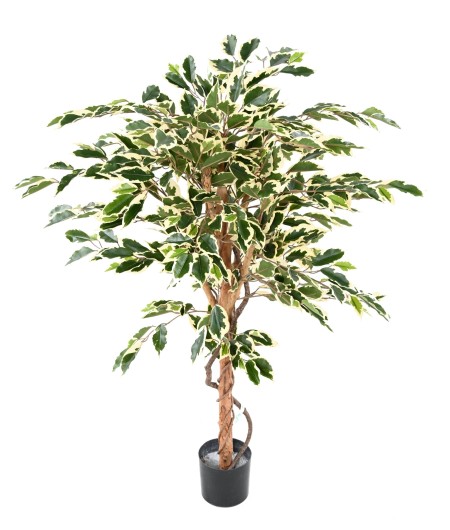 FICUS SINGLE TRUNK GF