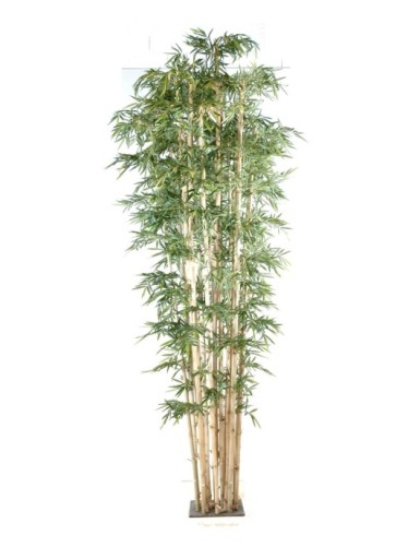 NEW GIANT BAMBOO