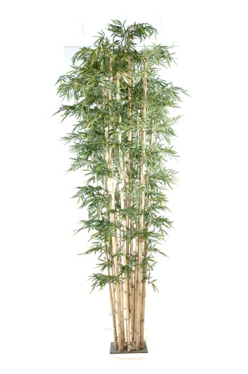 NEW GIANT BAMBOO