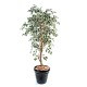 FICUS SINGLE TRUNK GF