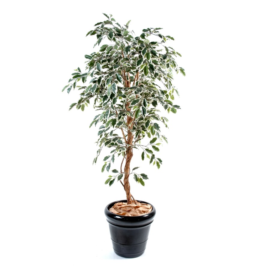 FICUS SINGLE TRUNK GF