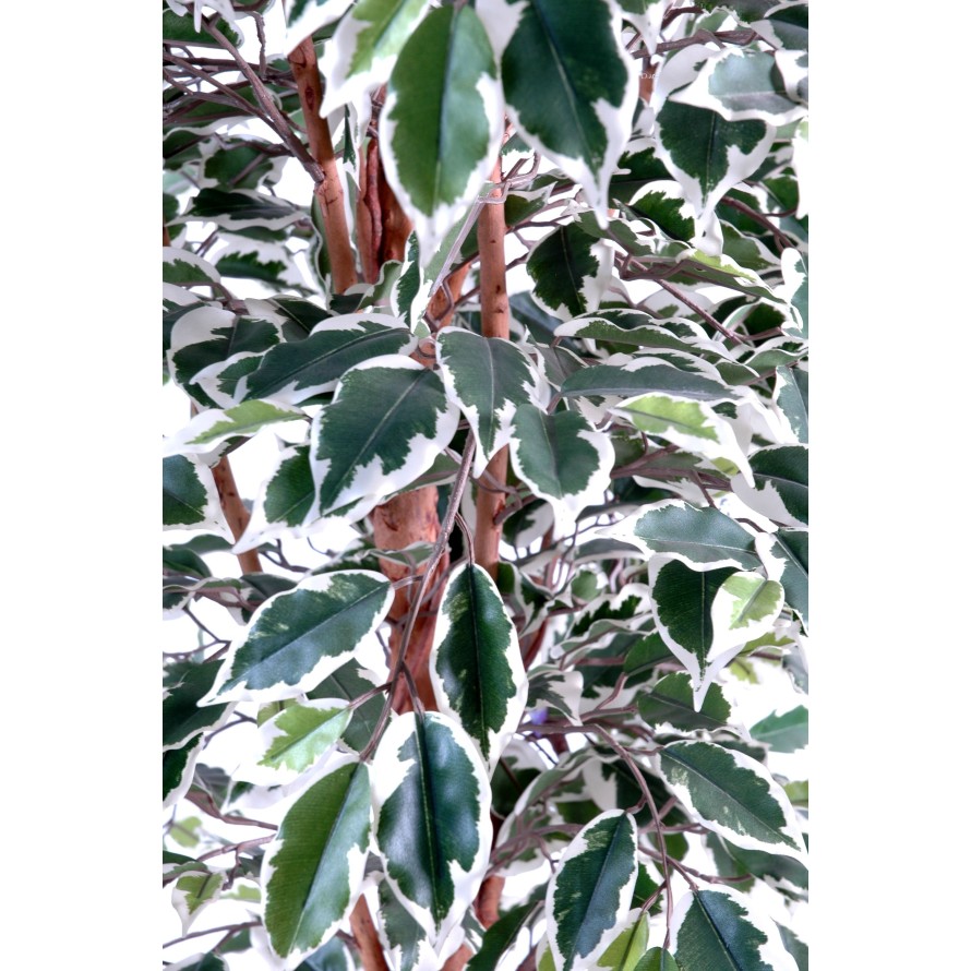 FICUS TRONC SIMPLE GF