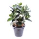 FICUS ELASTICA BUISSON (Rubber plant multitree)