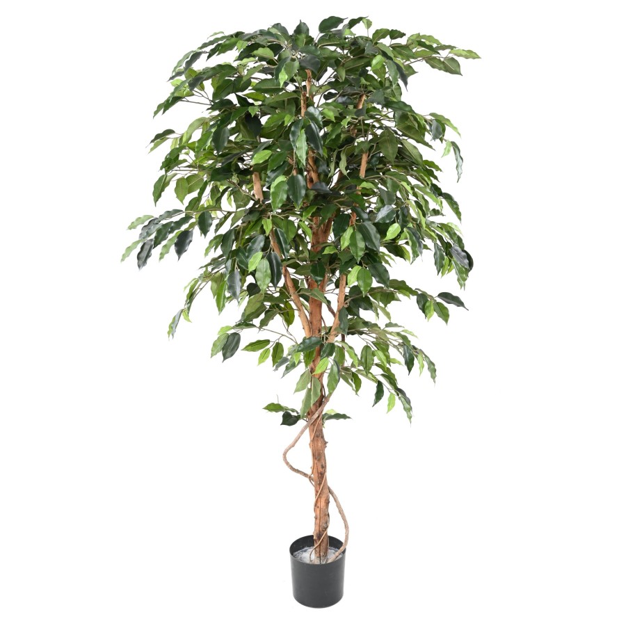 FICUS SINGLE TRUNK GF