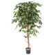 FICUS SINGLE TRUNK GF