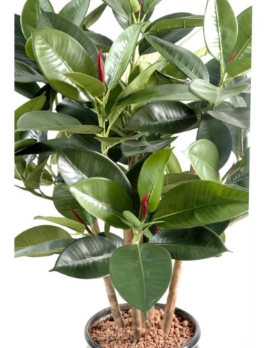 FICUS ELASTICA BUISSON (Rubber plant multitree)