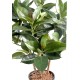 FICUS ELASTICA BUISSON (Rubber plant multitree)