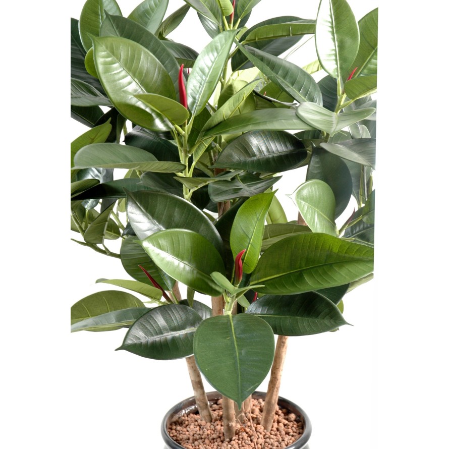 FICUS ELASTICA BUISSON (Rubber plant multitree)