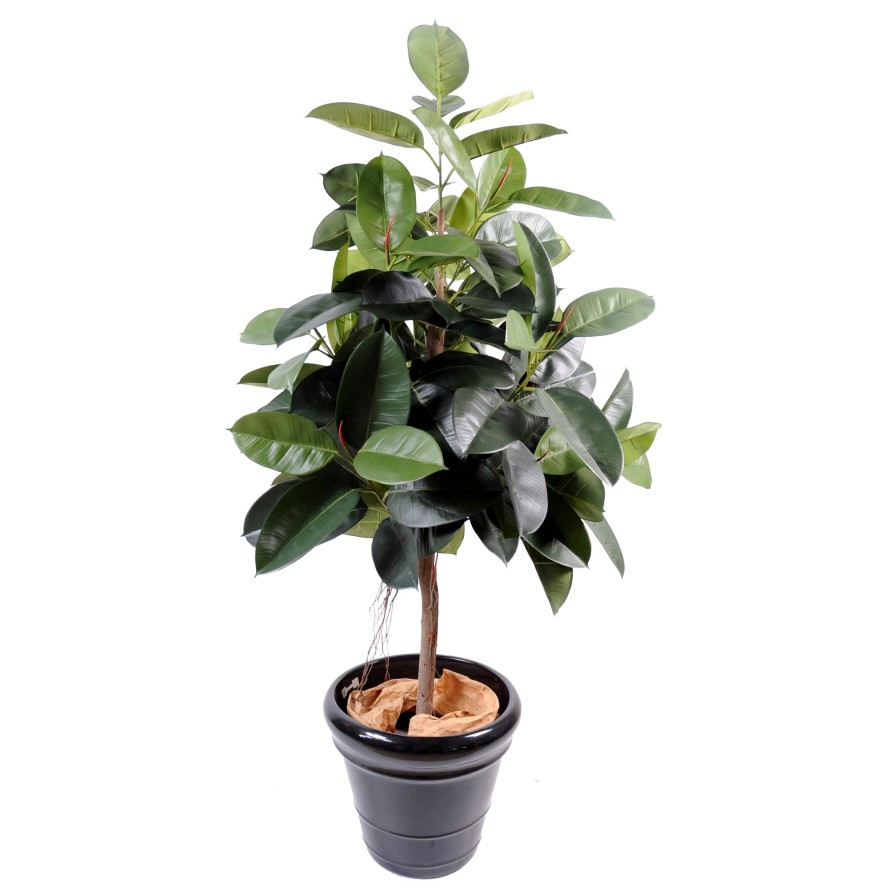 FICUS ELASTICA (Rubber plant tree)