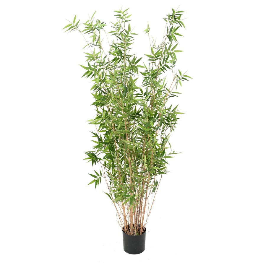 BAMBOO MULTITREE ORIENTAL