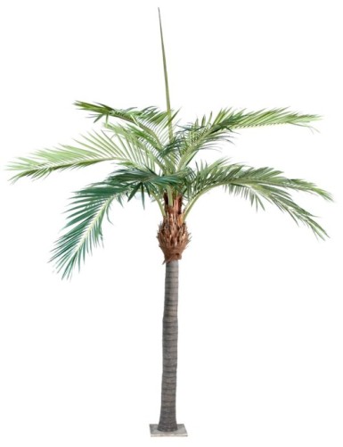 PALM TREE