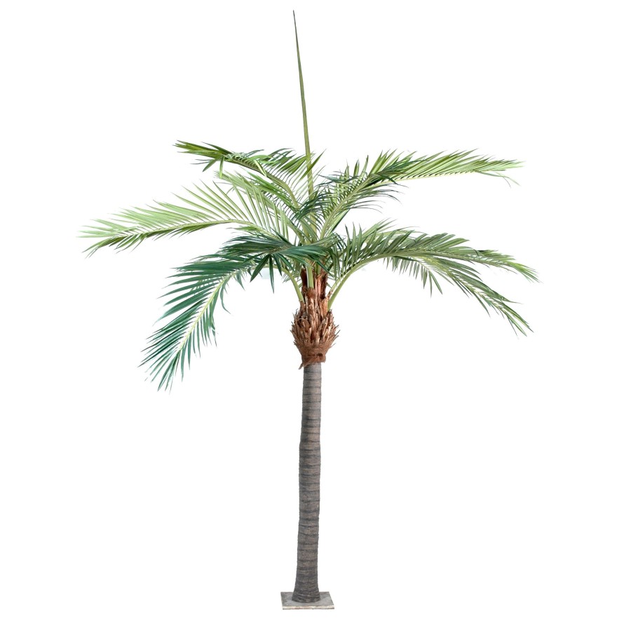 PALM TREE