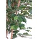 FICUS SINGLE TRUNK GF