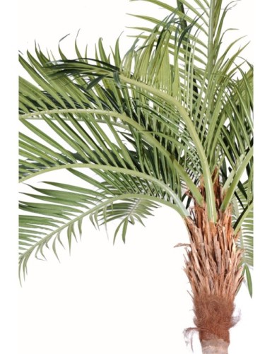 PALM TREE COCO CURVE NEW