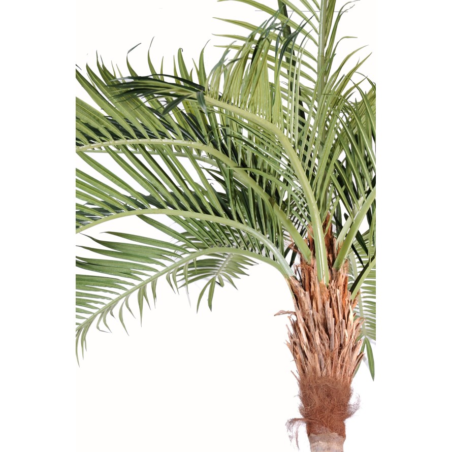 PALM TREE COCO CURVE NEW